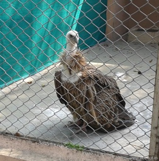 Vulture at Nawab Wazid Ali Shah Prani Udyan Lucknow zoo India