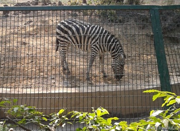 Zebra at Nawab Wazid Ali Shah Prani Udyan Lucknow zoo