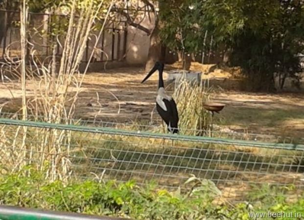 black crane at Nawab Wazid Ali Shah Prani Udyan Lucknow zoo