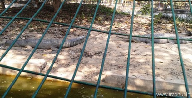 crocodile at lucknow-zoo Nawab Wazid Ali Shah Prani Udyan