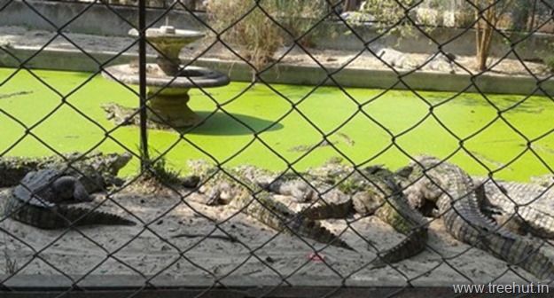 crocodiles at Nawab Wazid Ali Shah Prani Udyan Lucknow zoo