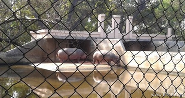 hippo at Nawab Wazid Ali Shah Prani Udyan Lucknow zoo