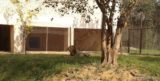 lion at Nawab Wazid Ali Shah Prani Udyan Lucknow zoo