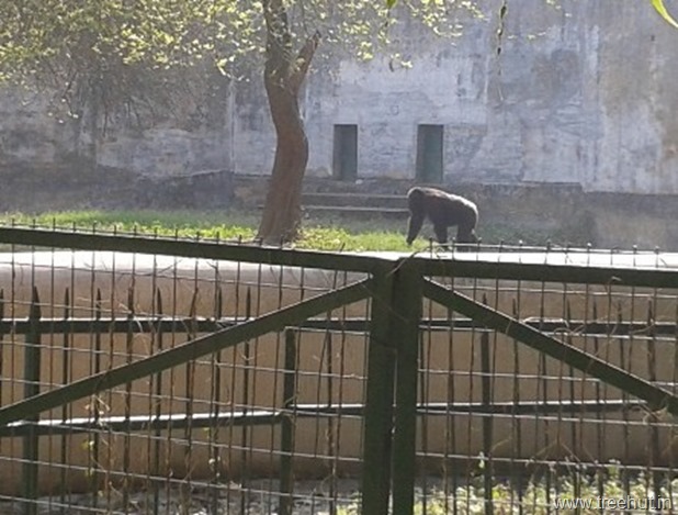 mammal at Nawab Wazid Ali Shah Prani Udyan Lucknow zoo
