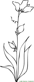 Oleander flower coloring page