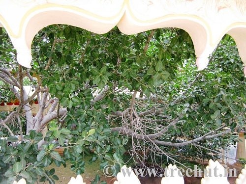 Chandan trees around Sumeru Mandap