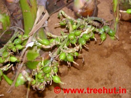 Fresh green cardomom, Munnar, Kerala, India