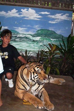 Drugged-tiger-at-Nongnooch-Tropical-garden,-Pattaya,-Thailand