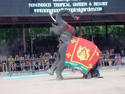 Performing-elephant-at-Nongnooch-Tropical-garden,-Pattaya,-Thailand