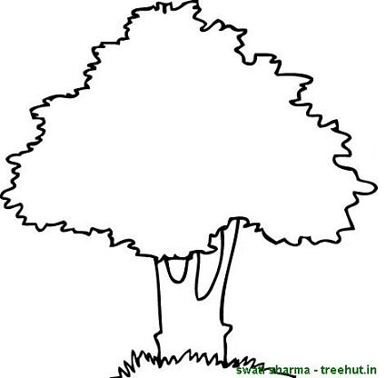 mango tree coloring pages
