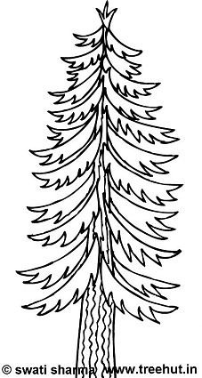 deodar tree printable adult coloring pages