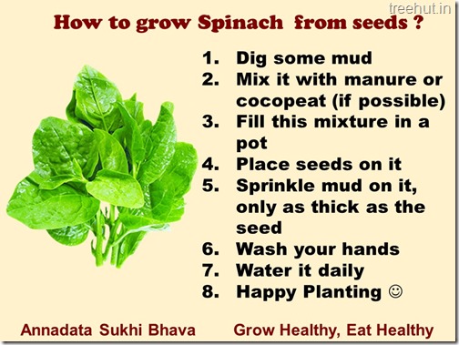How to grow Spinach or Palak easily (2)