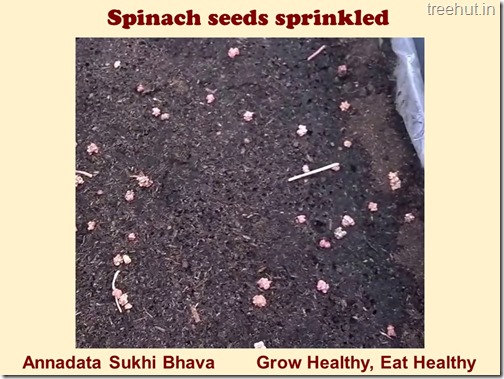 How to grow Spinach or Palak easily (4)