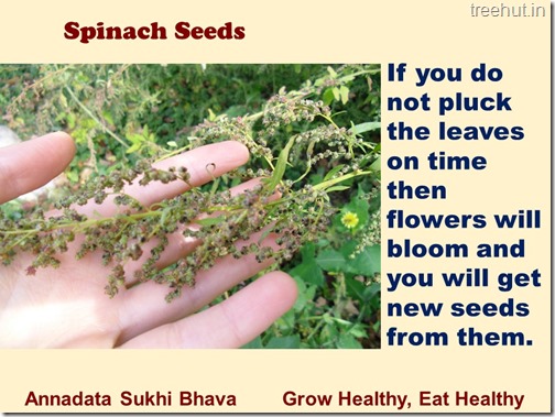 How to grow Spinach or Palak easily (9)