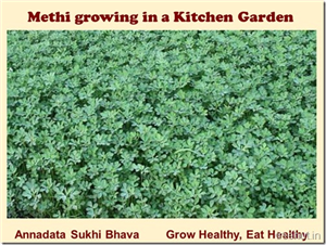 How to Grow Methi in a Pot?