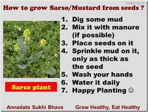 How to Grow Mustard in a Pot?